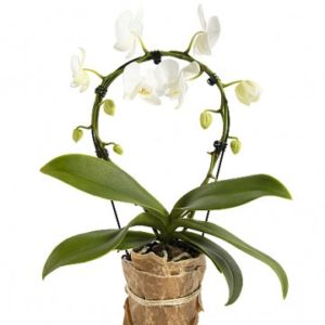 Orkide med vita blommor arrangerade i båge. Skicka orkidéväxten med ett bud från Florister i Sverige!