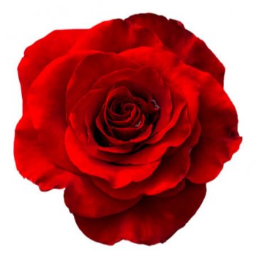 Röd ros - välj mellan 3, 4, 5 eller 7 rosor hos Florister i Sverige. Skicka röda, orange, vita, gula eller rosa rosor med bud!