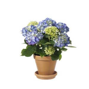 Blå hortensia i terrakottakruka. Skicka med blombud från Interflora!